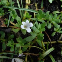 Bacopa monnieri (L.) Wettst.
